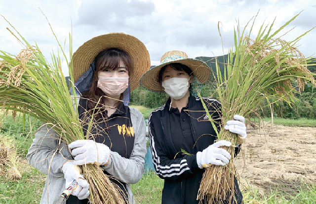 「純錦米」の収穫