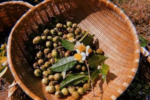 収穫した茶の実とお茶の花